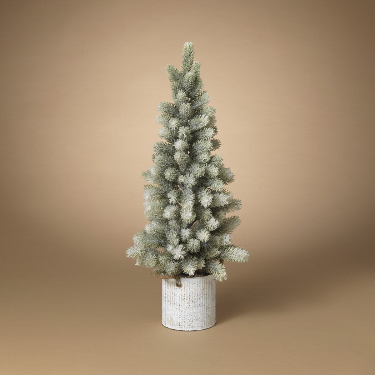 Pine Tree in Bucket