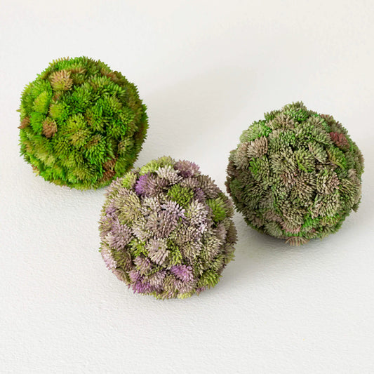 Sedum Orb Set