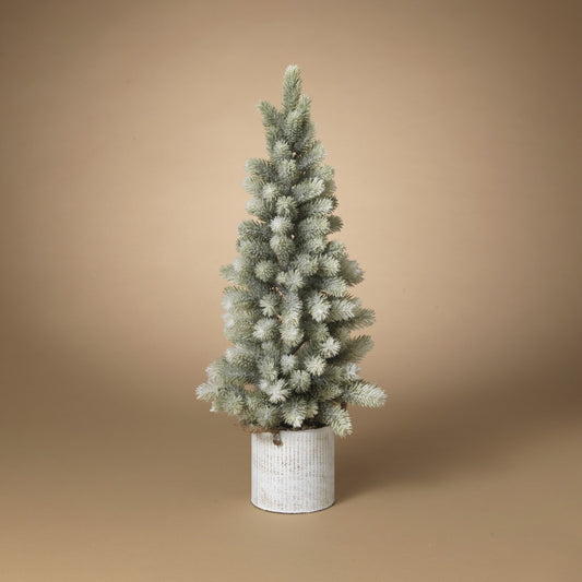 Pine Tree in Bucket